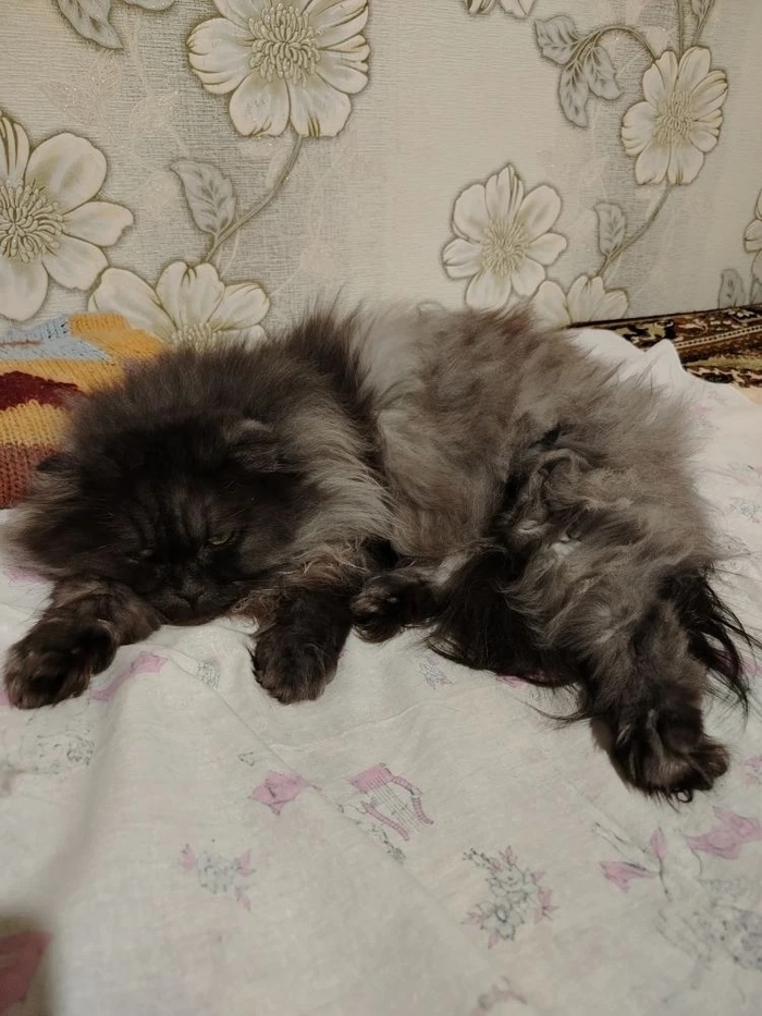 ���������� ����� ������ ���� ���