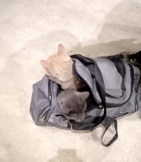 ����������� ����� ������� ��� �� ������ �������������� ������ �� ������