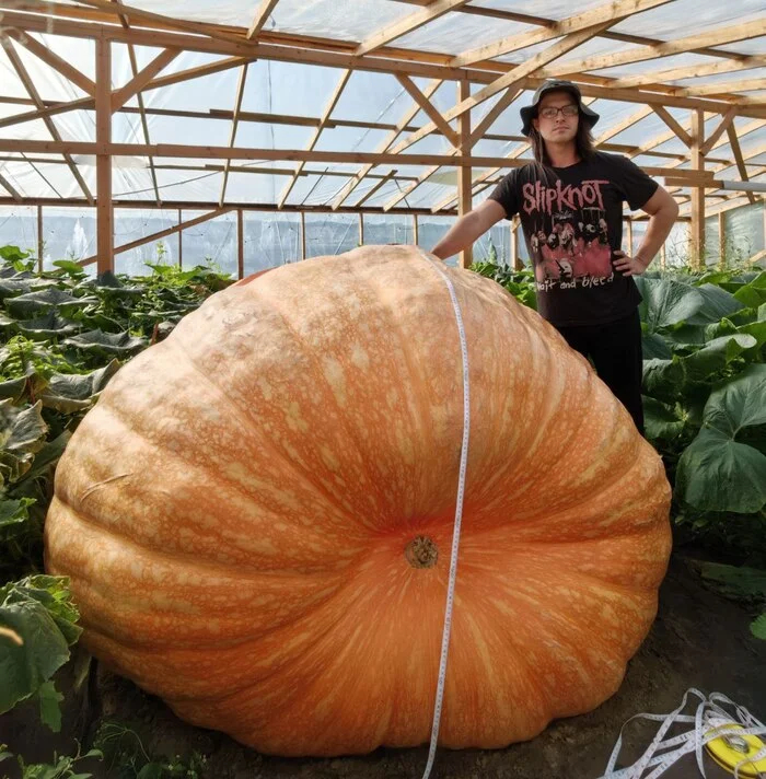 Снова пытаюсь вырастить тыкву 1000кг. Часть 1