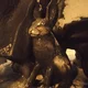 ����� ����� ������ ���� �����������