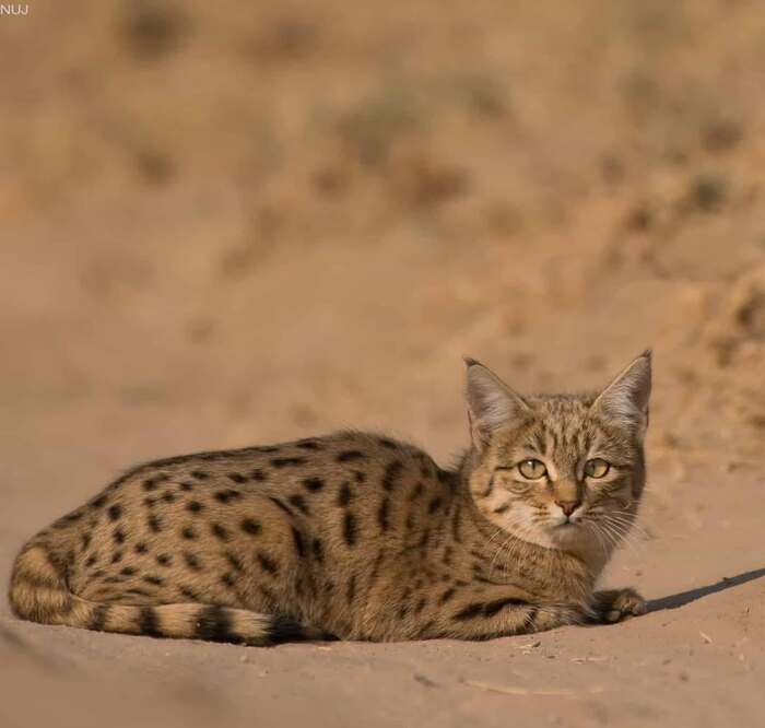 ������� ��� � ������� ���