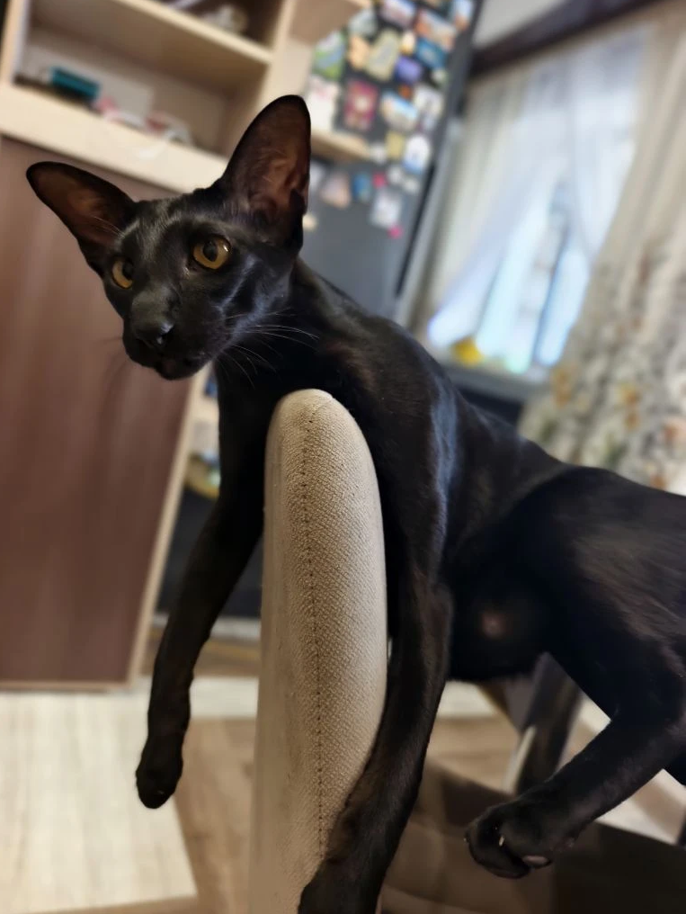 Leila - cat, Cat lovers, Oriental cats