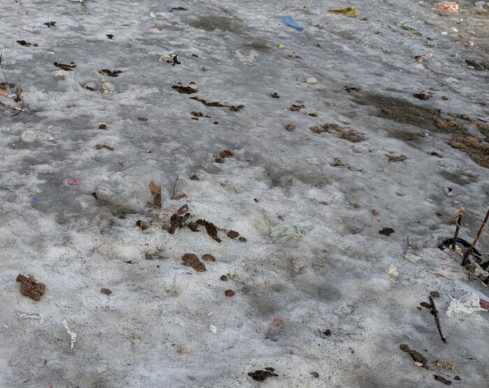 Почему я не люблю весну и собак