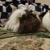 Couchjelly