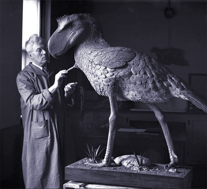 Andalgalornis ferox