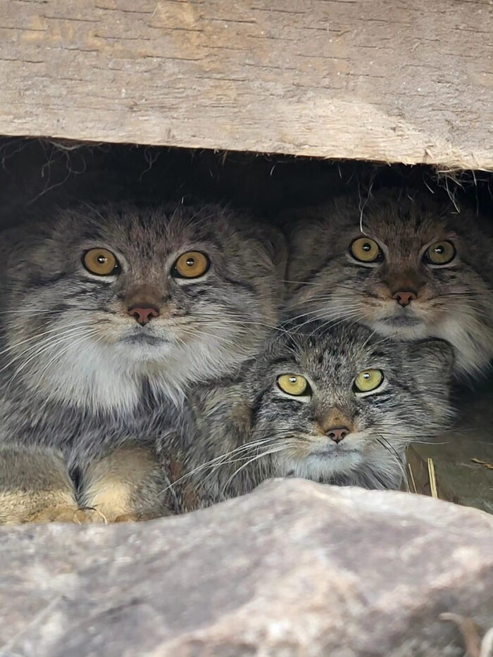 ��� ������ �����, ��� ����