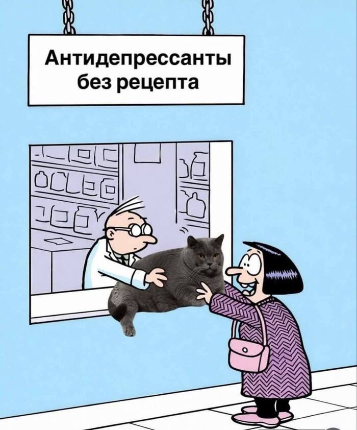 Любим котиков