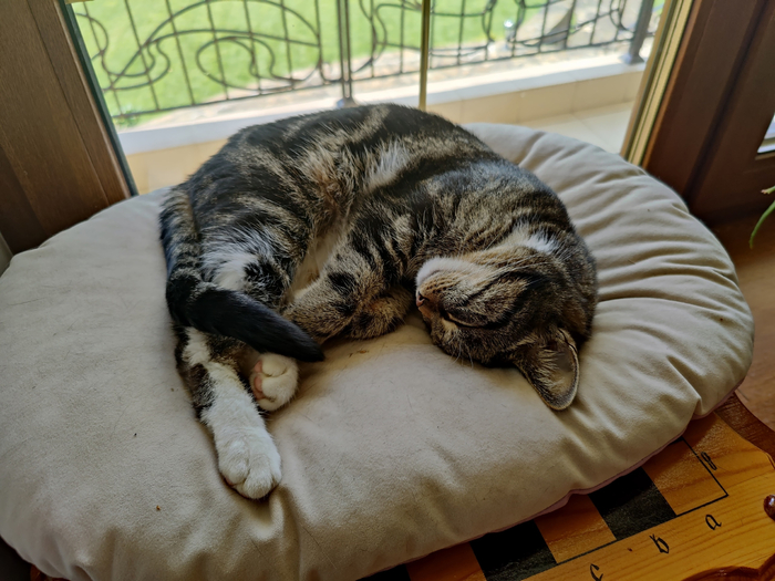 ������ �����