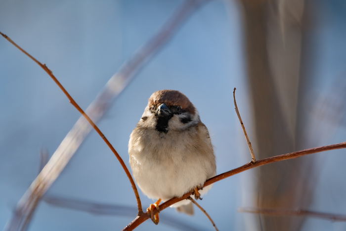 ������� �������