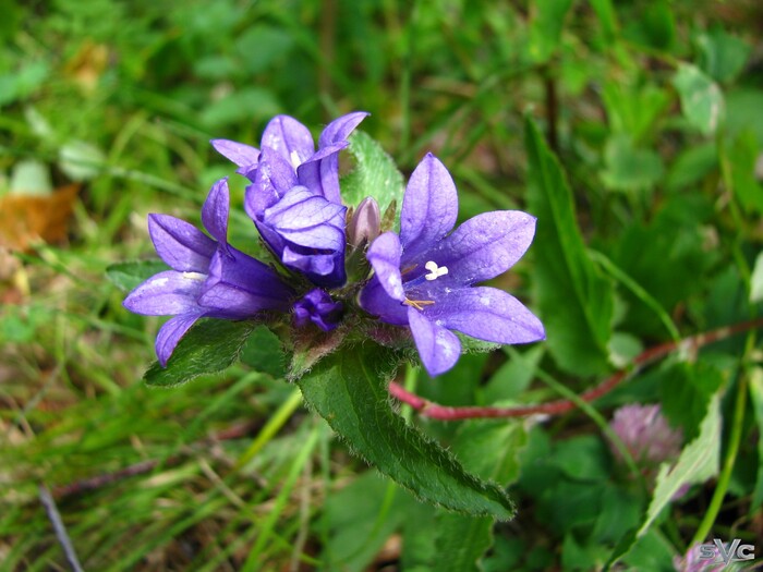 �� � � �� �, ���� �� ����� �������� ���������, ��� �����