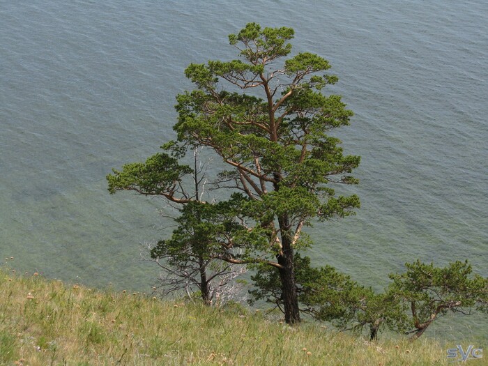 ����� ���������� ��� ������