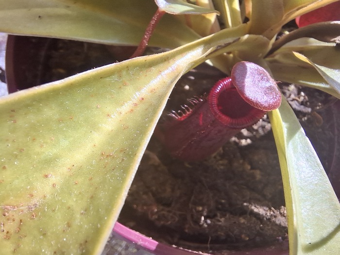 �������� ����������
