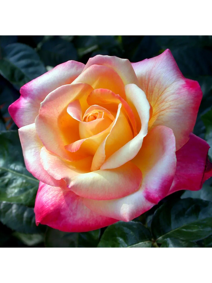 ����� �� ���� �������� ���������