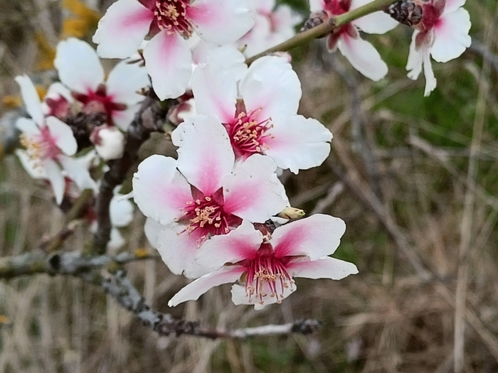 �����, ���� �. ��������.