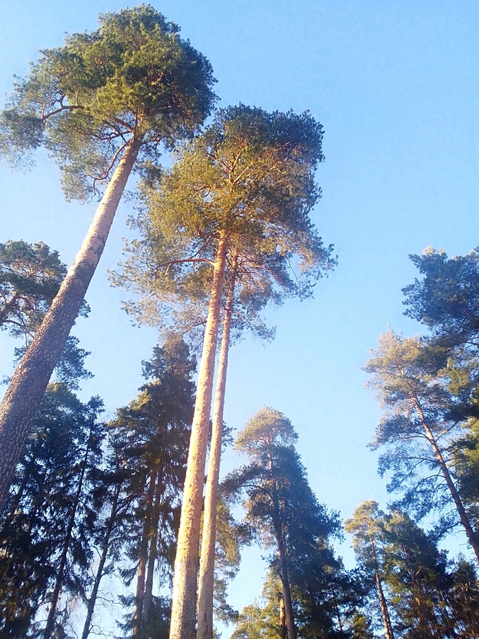 ����� �����. ����