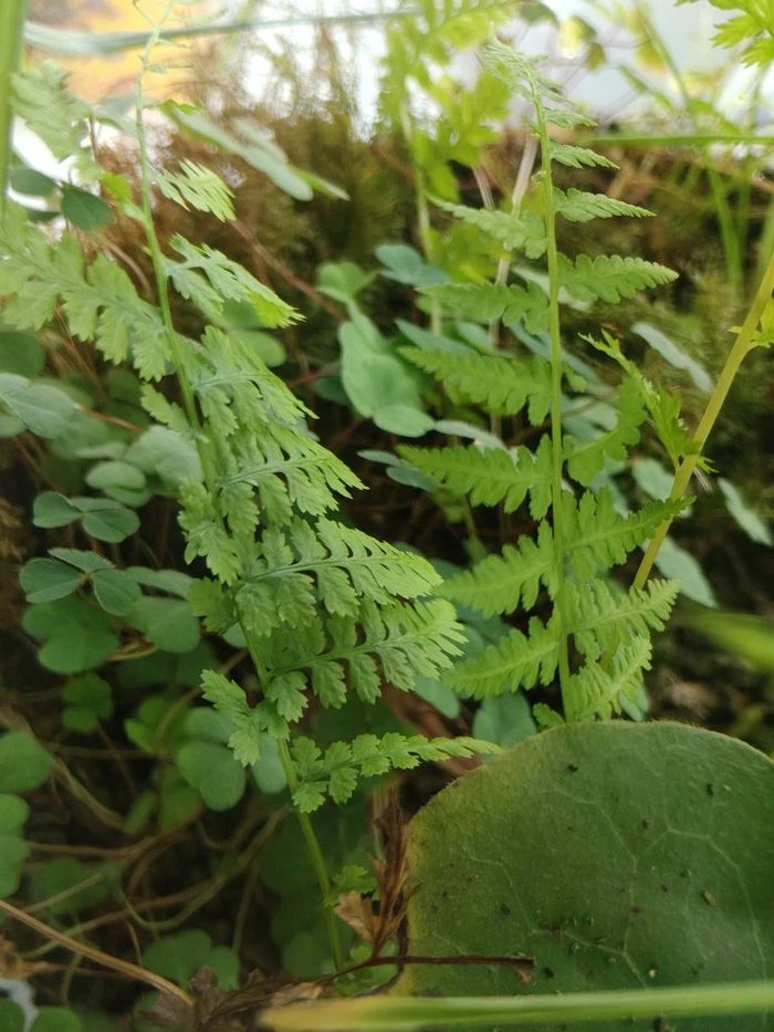 ������ ������ �����������