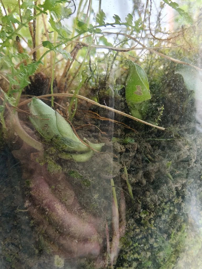 �� ���� ��� �������� ������� - ���� ��� ����� �����������, ������ (�����) � ��������