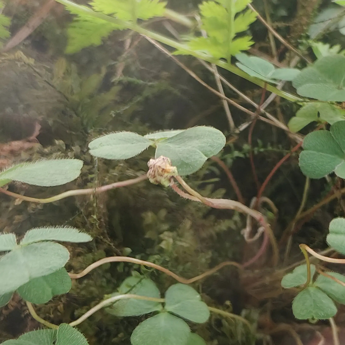 ����� �������