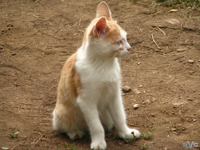 �� ���� ������ ������� �����