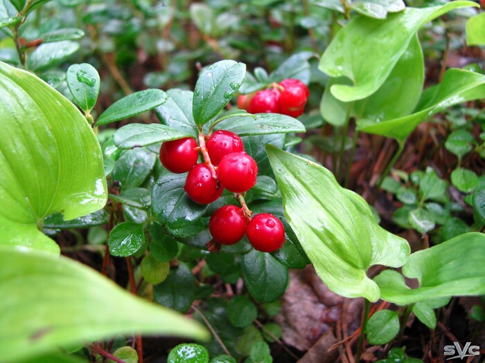 ��� ��������