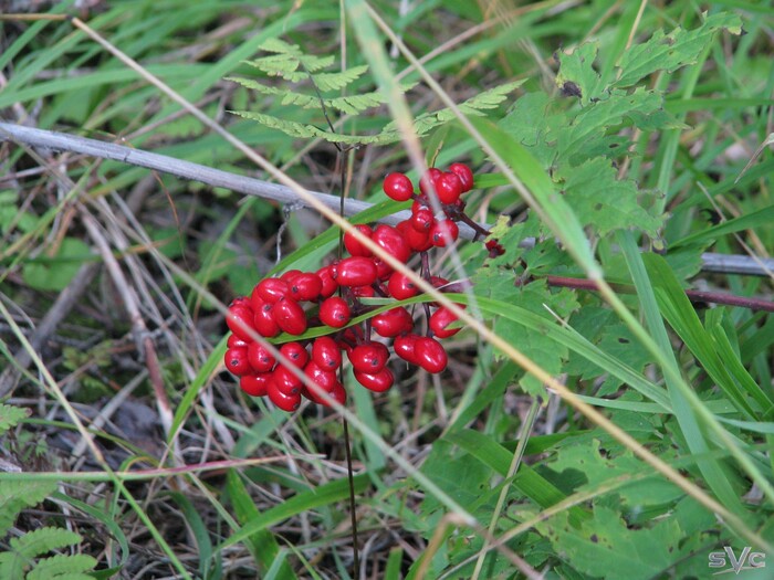 ���� ��������� ��� ��� ������� �������, ���� ��������