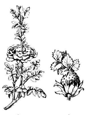 ��� �����, ��������� ���� �� ��������