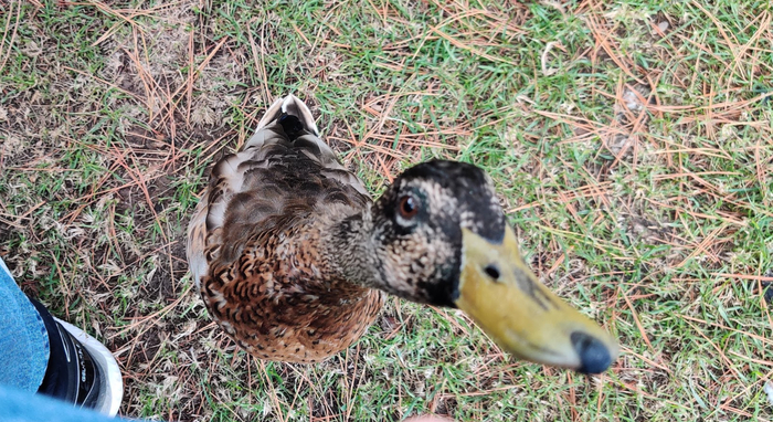 ������ ������, ��������� ������������