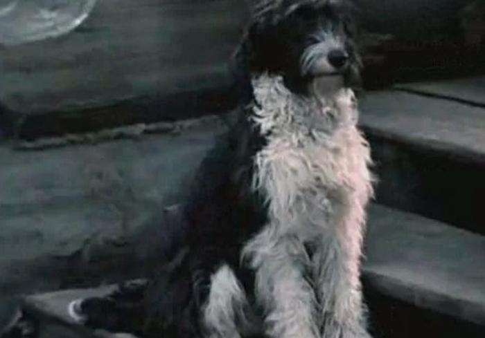 Пёс по кличке Дружок