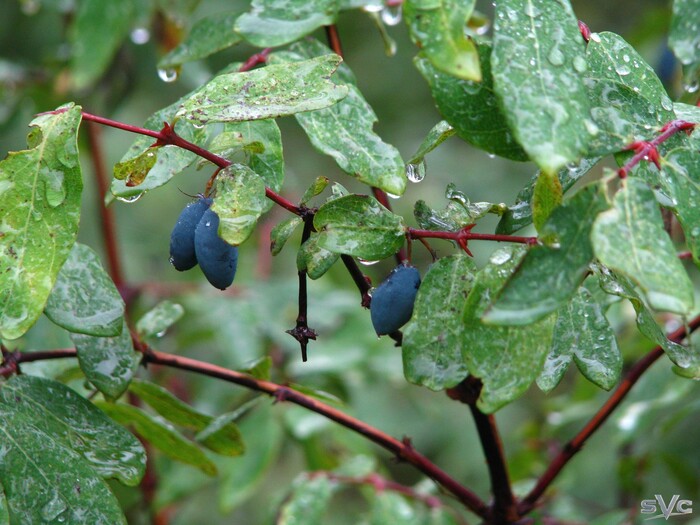 Жимолость. Чем выше в горы тем она более горькая была