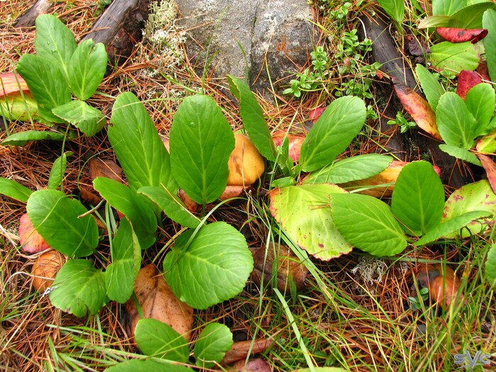 А тут грибочек в бадан спрятался.