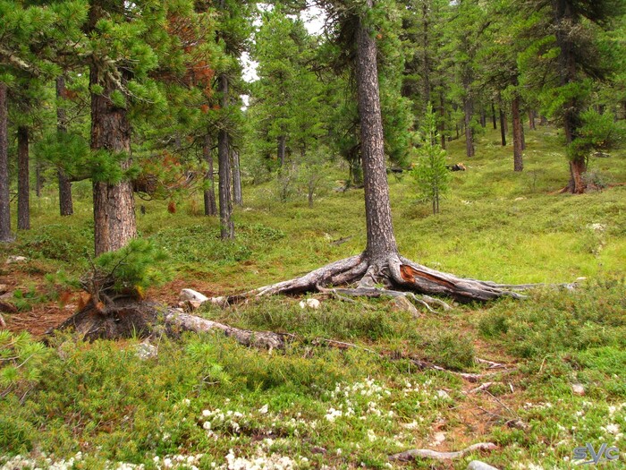 Вот такими корнями и можно удержать таких великанов на горном склоне