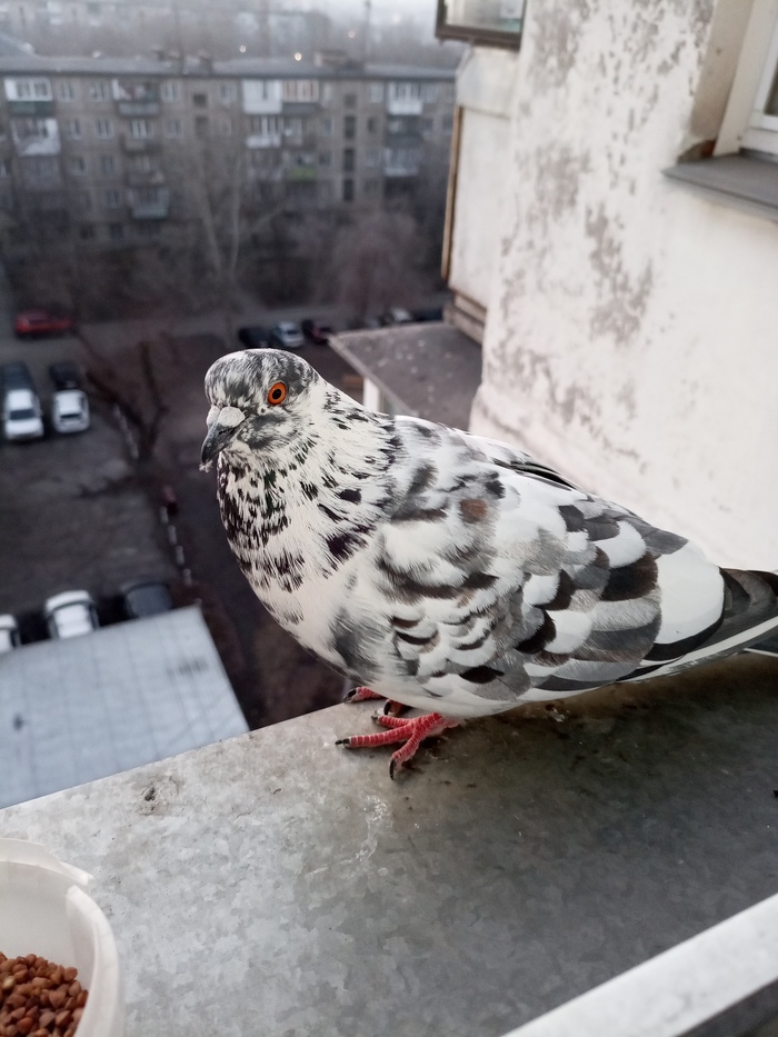 ����� pimedima � ����������� ������� "������ �������"�