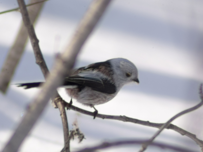 ������������ ������ ��� �� ���������🐦