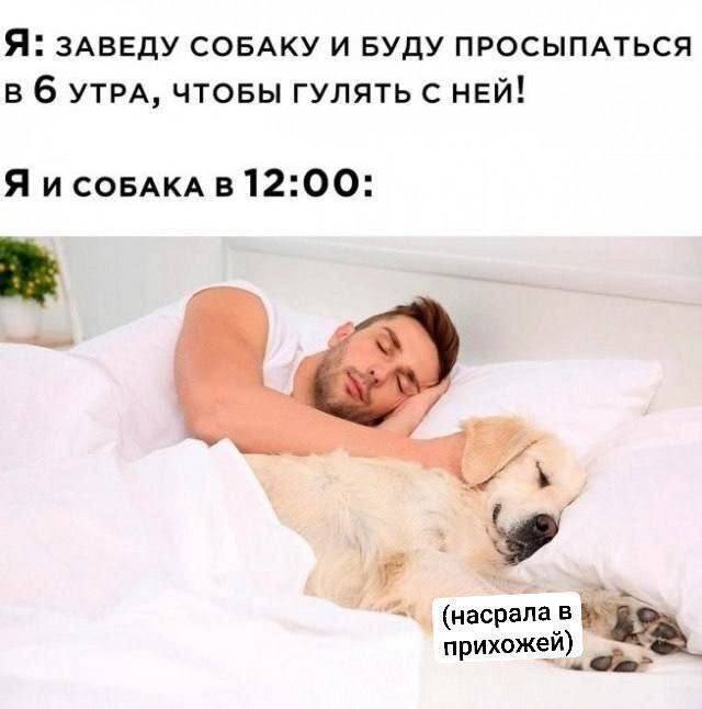 Когда уговорил жену завести собаку...