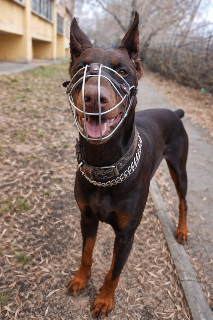 Как мы гуляем с Джеком — обычный день, который для меня стал особенным