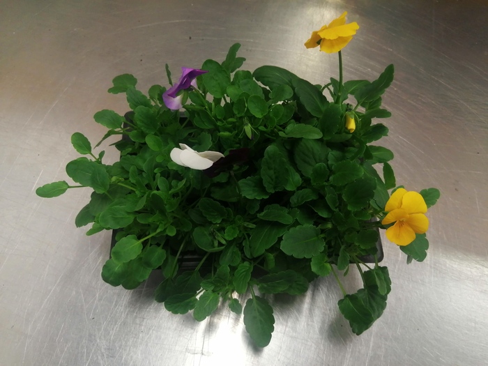 ��������� ���� �� ������...