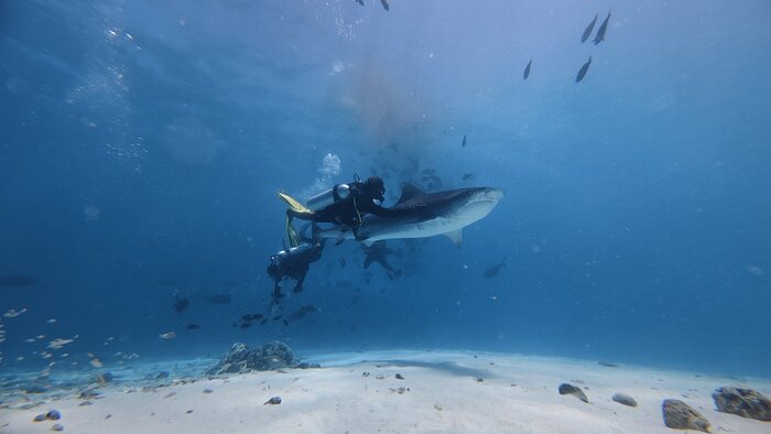 � ������������ ����� ��������� shark divers