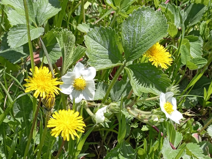 � ����������� �������� 