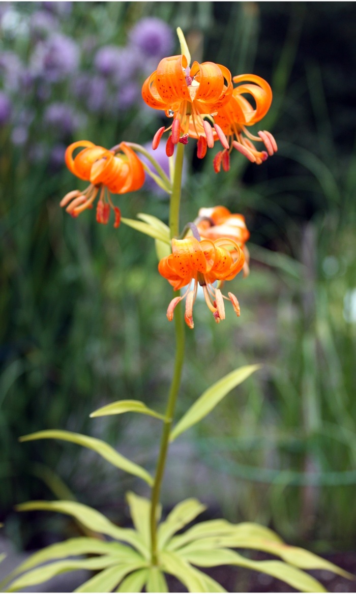 ����� � ������ (Lilium medeoloides)