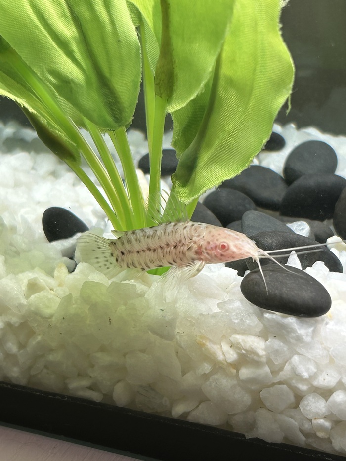 ���� ������� 