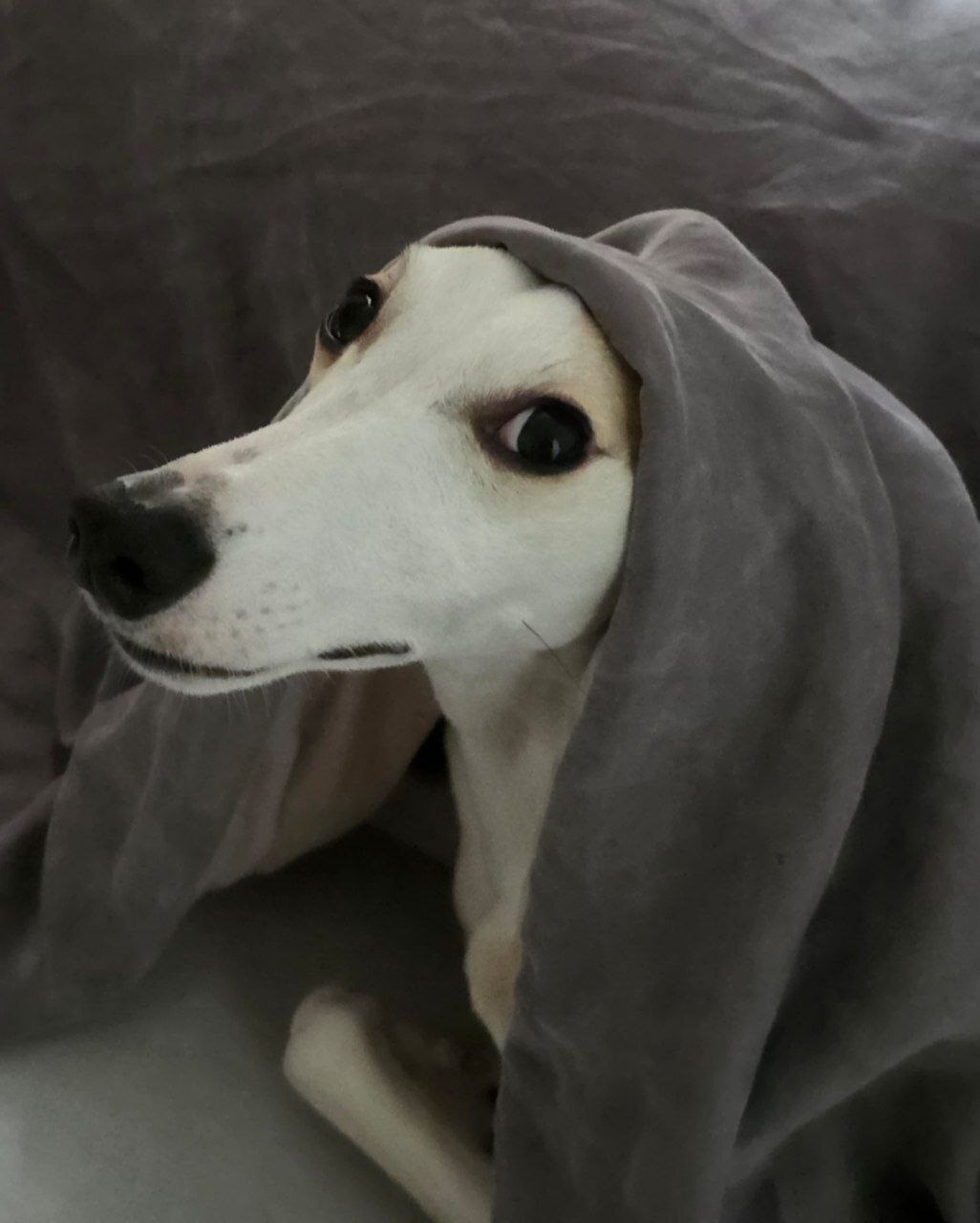 Reply to the post Going to the toilet - Screenshot, cat, Dog, Humor, Toilet humor, Nun, Reply to post, Longpost