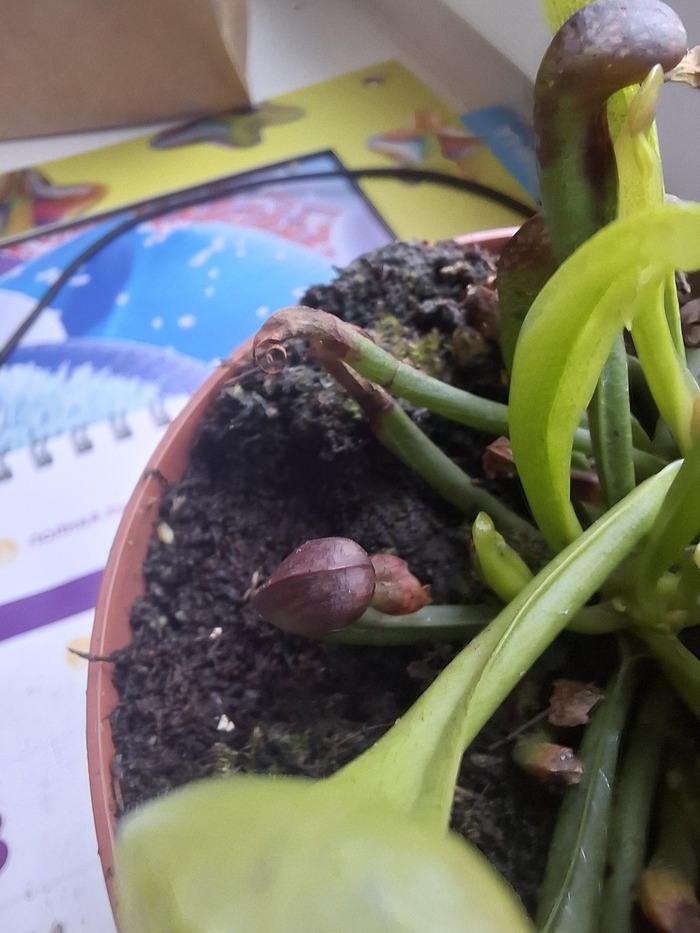 � ��� ������� ������������