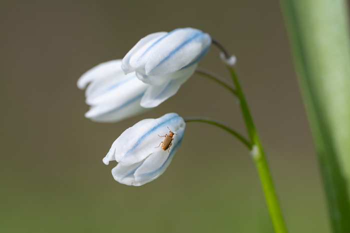 19 апреля 2026. Прогулял вчера макрообъектив по горам Кавминвод