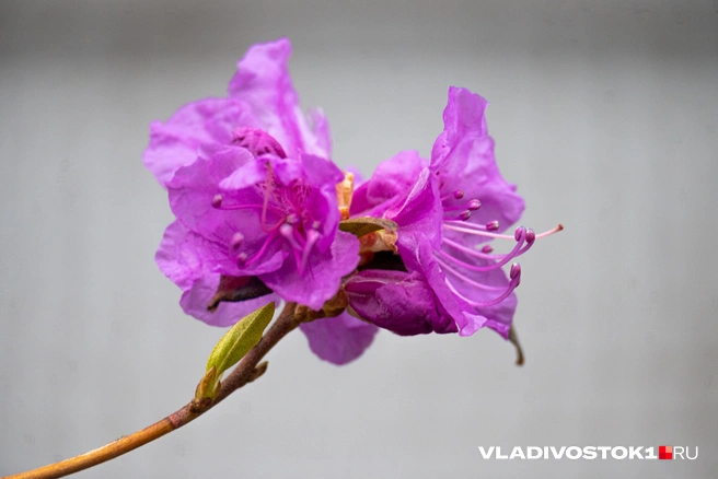 ����� ������ / <!--noindex--><a href="https://pikabu.ru/story/bagulnik_raspustilsya_vo_vladivostoke_13898590?u=http%3A%2F%2FVLADIVOSTOK1.RU&t=VLADIVOSTOK1.RU&h=65ff03fe28c7228e4127e83457e6f4a14f0430f6" title="http://VLADIVOSTOK1.RU" target="_blank" rel="nofollow noopener">VLADIVOSTOK1.RU</a><!--/noindex-->