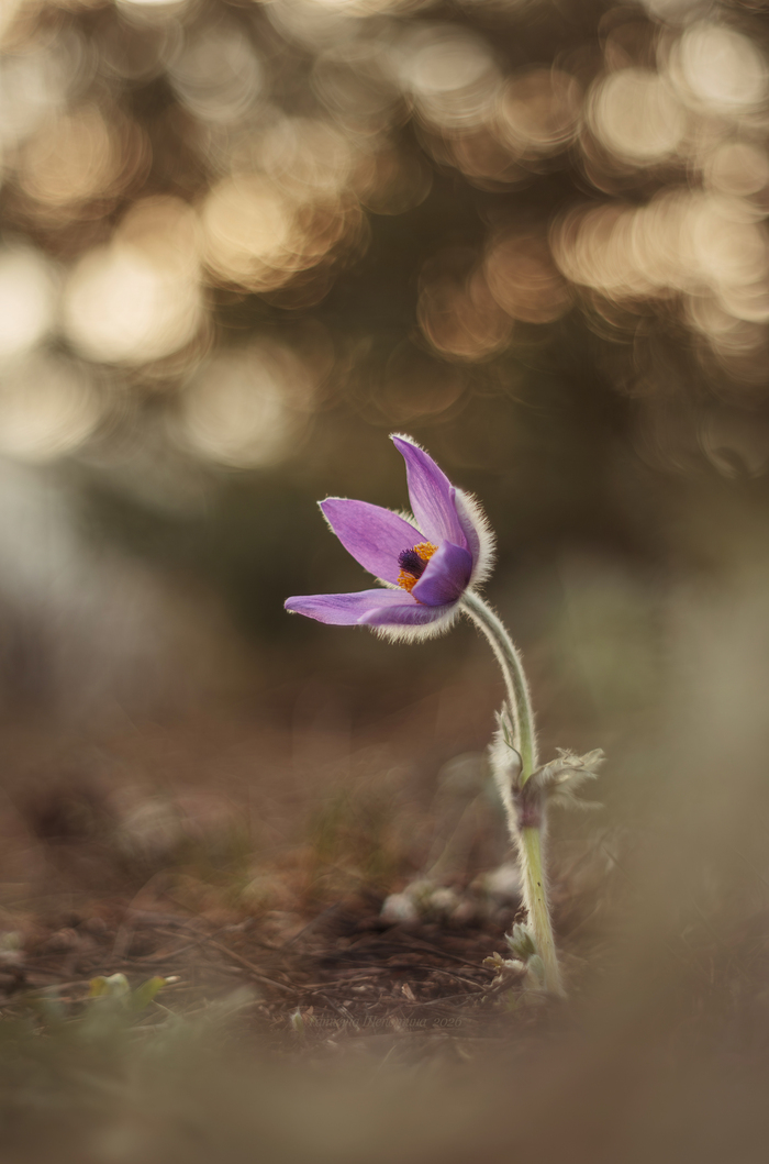 ��������; ��� ���� �������� (Pulsatilla) ��������� ��������� (Ranunculaceae). ������� �����.