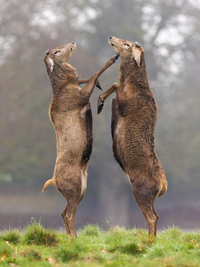 ������������ �������������