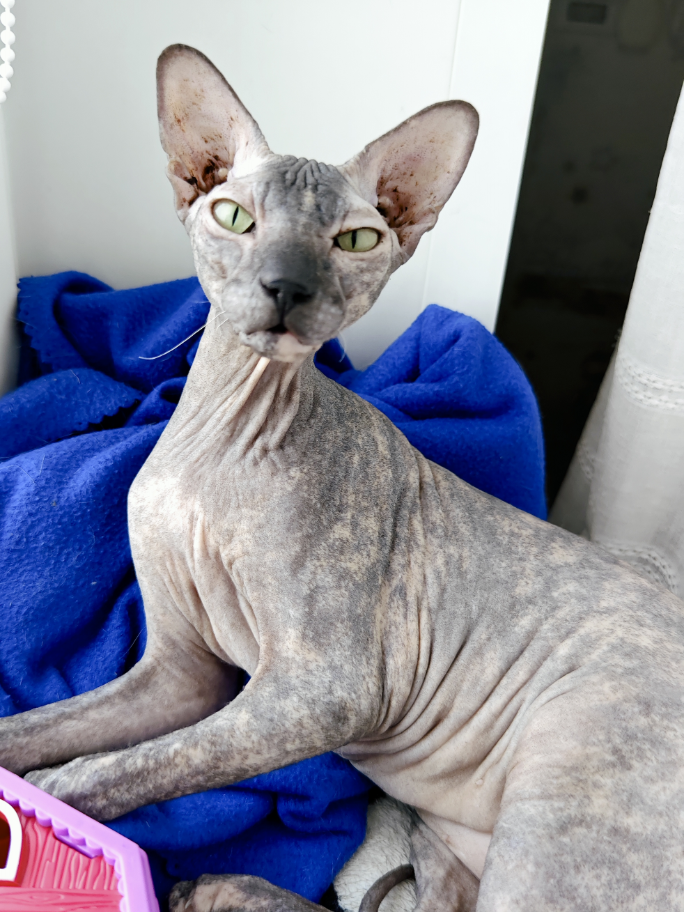 Cleopatra - cat, Tricolor cat, Sphinx, Longpost