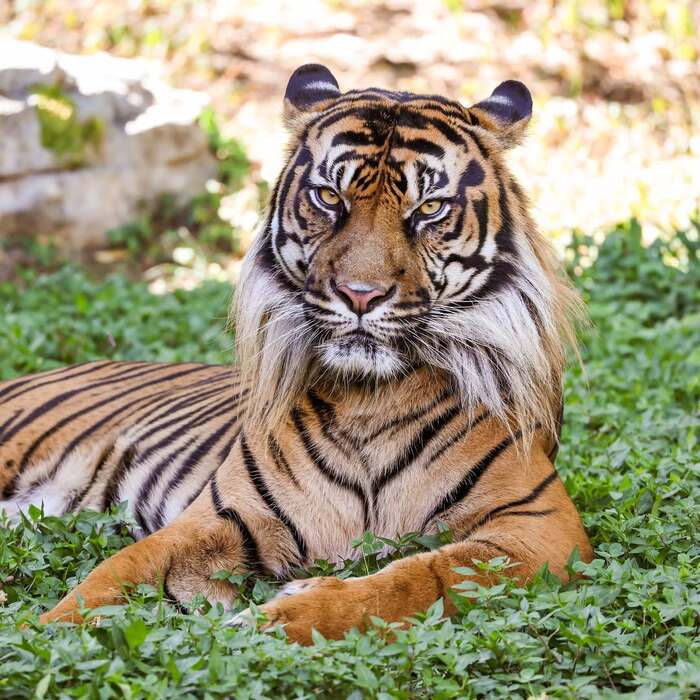 ��������� ����������