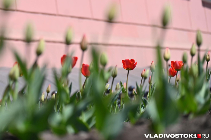 ����� ������ / <!--noindex--><a href="https://pikabu.ru/story/alyiy_kover_iz_tyulpanov_raspustilsya_vo_vladivostoke_13909123?u=http%3A%2F%2FVLADIVOSTOK1.RU&t=VLADIVOSTOK1.RU&h=65ff03fe28c7228e4127e83457e6f4a14f0430f6" title="http://VLADIVOSTOK1.RU" target="_blank" rel="nofollow noopener">VLADIVOSTOK1.RU</a><!--/noindex-->