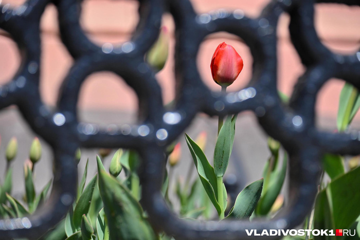 ����� ������ / <!--noindex--><a href="https://pikabu.ru/story/alyiy_kover_iz_tyulpanov_raspustilsya_vo_vladivostoke_13909123?u=http%3A%2F%2FVLADIVOSTOK1.RU&t=VLADIVOSTOK1.RU&h=65ff03fe28c7228e4127e83457e6f4a14f0430f6" title="http://VLADIVOSTOK1.RU" target="_blank" rel="nofollow noopener">VLADIVOSTOK1.RU</a><!--/noindex-->